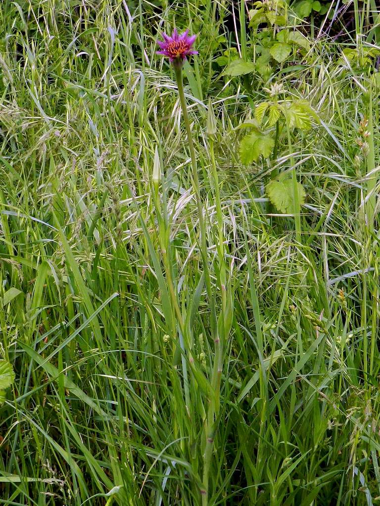 Tragopogon porrifolius / Barba di Becco violetta